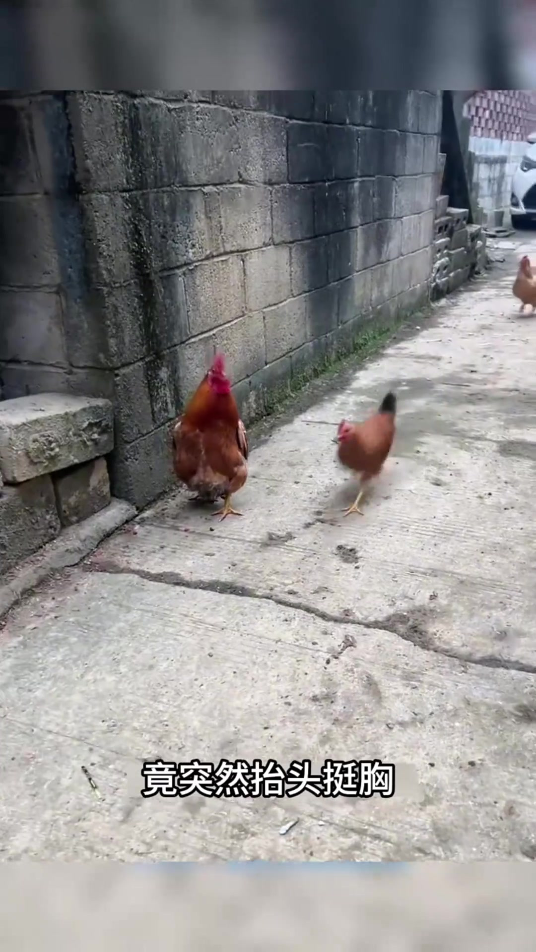 《家中老母鸡突显“领导风范”,走路姿势引人注目》