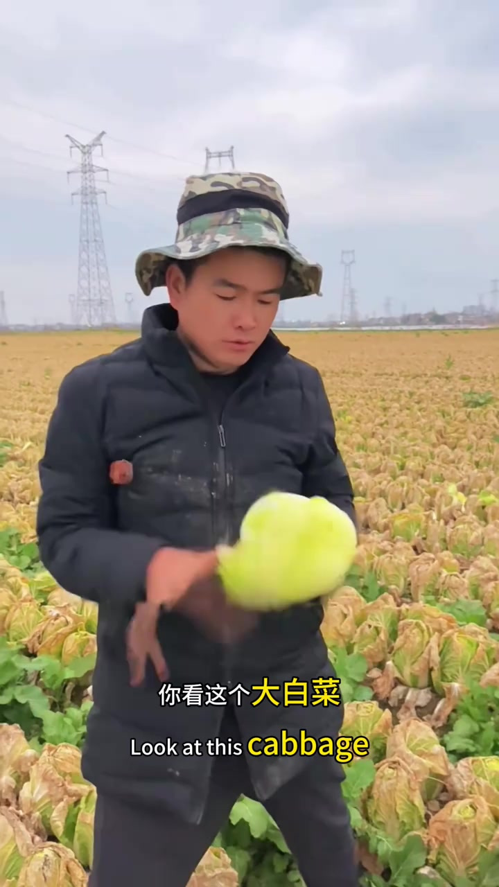 娃娃菜:坏外皮内鲜味