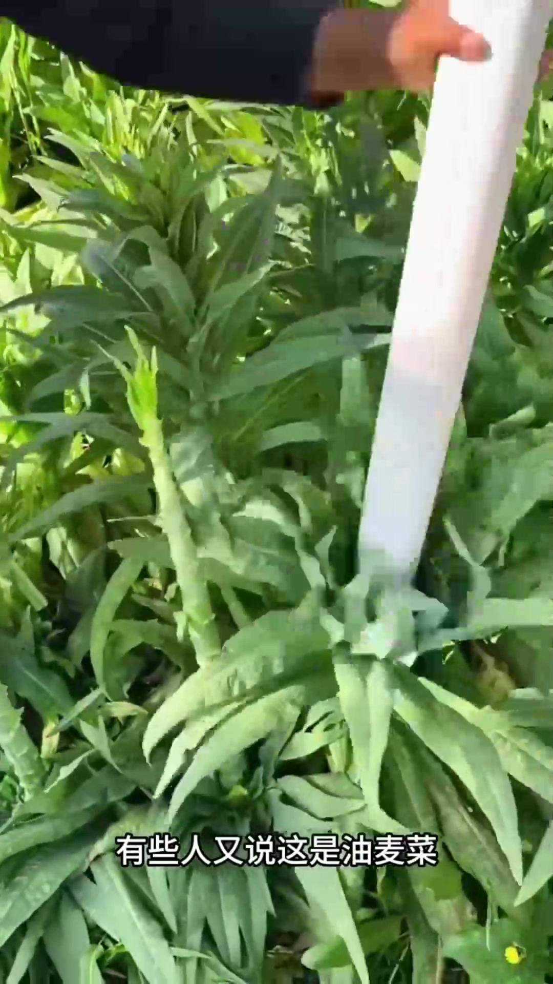 油麦菜是叶子莴笋是根,不知道我说的对不对
