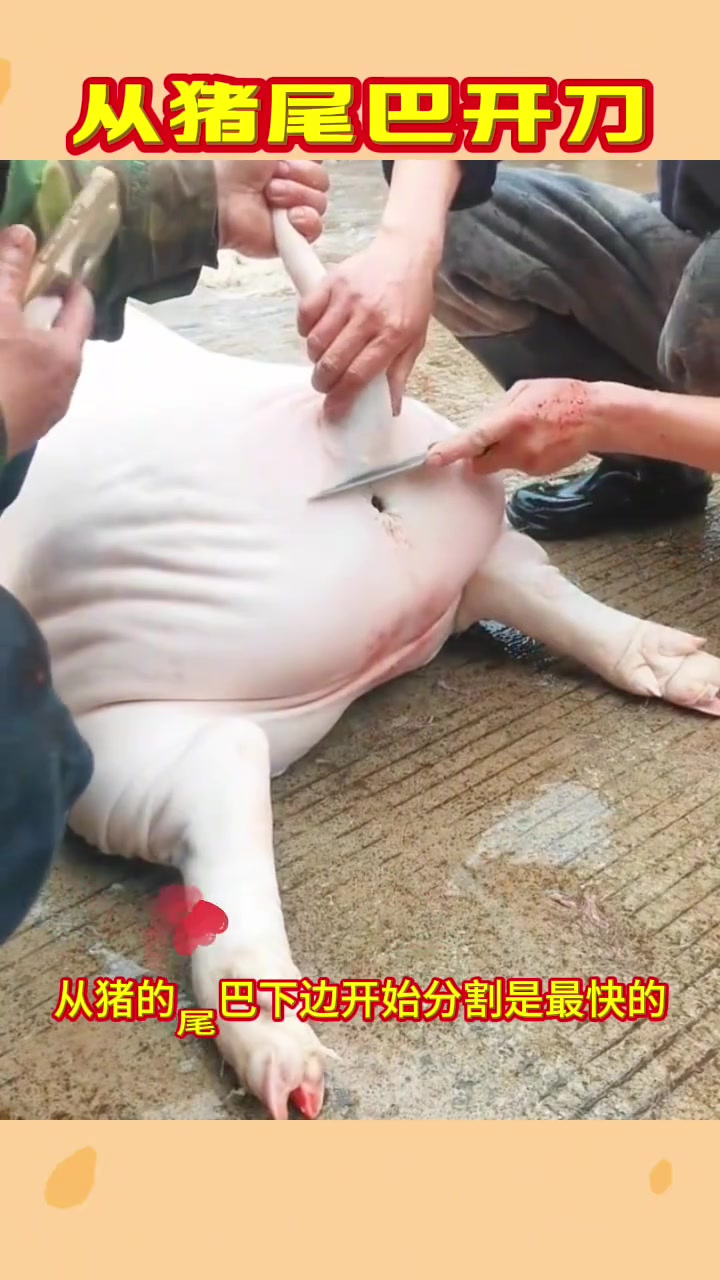 分割猪肉小技巧:从尾巴到屁股的快速剁肉法与心酸思考
