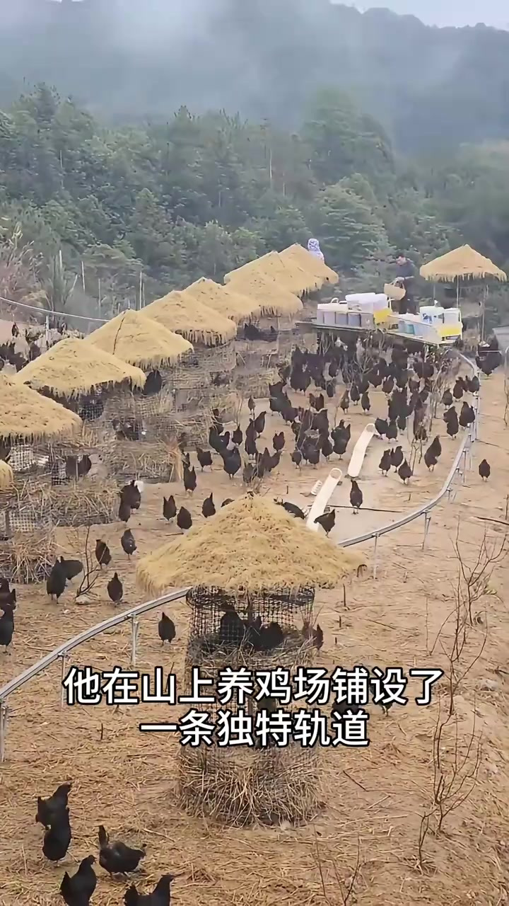 表哥的创意:山上养鸡场上的“火车”喂鸡系统