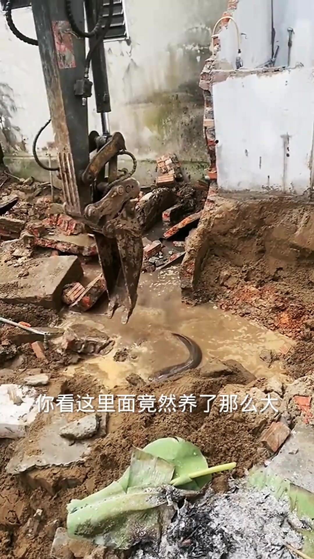 这么大的一条鲶鱼啊