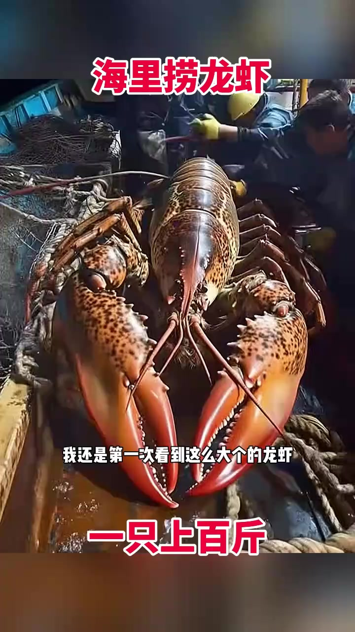 海里捞龙虾,一只上百斤!