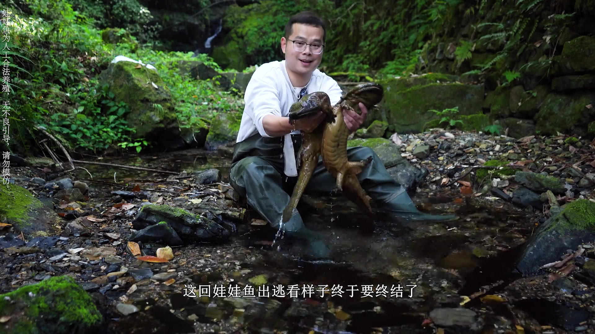 改造原生溪流第30个月,用巨型娃娃鱼,彻底解决威慑力不足难题