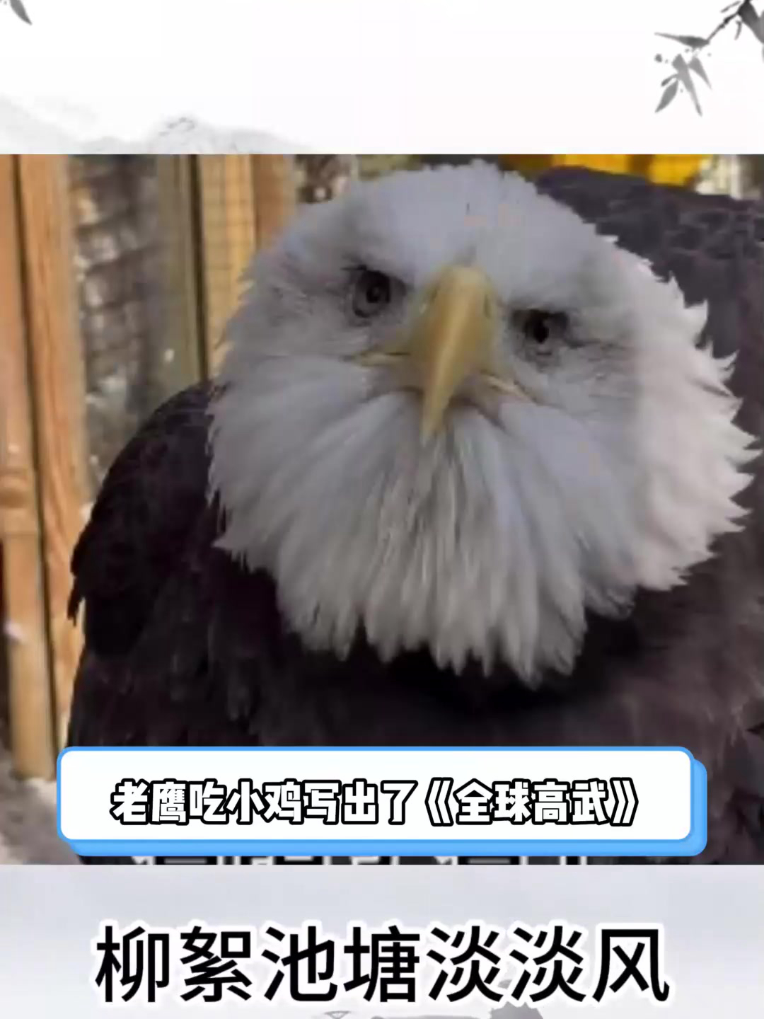 终于迎来老鹰吃小鸡的新书发布