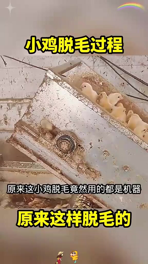 小鸡脱毛过程,原来这样脱毛的!