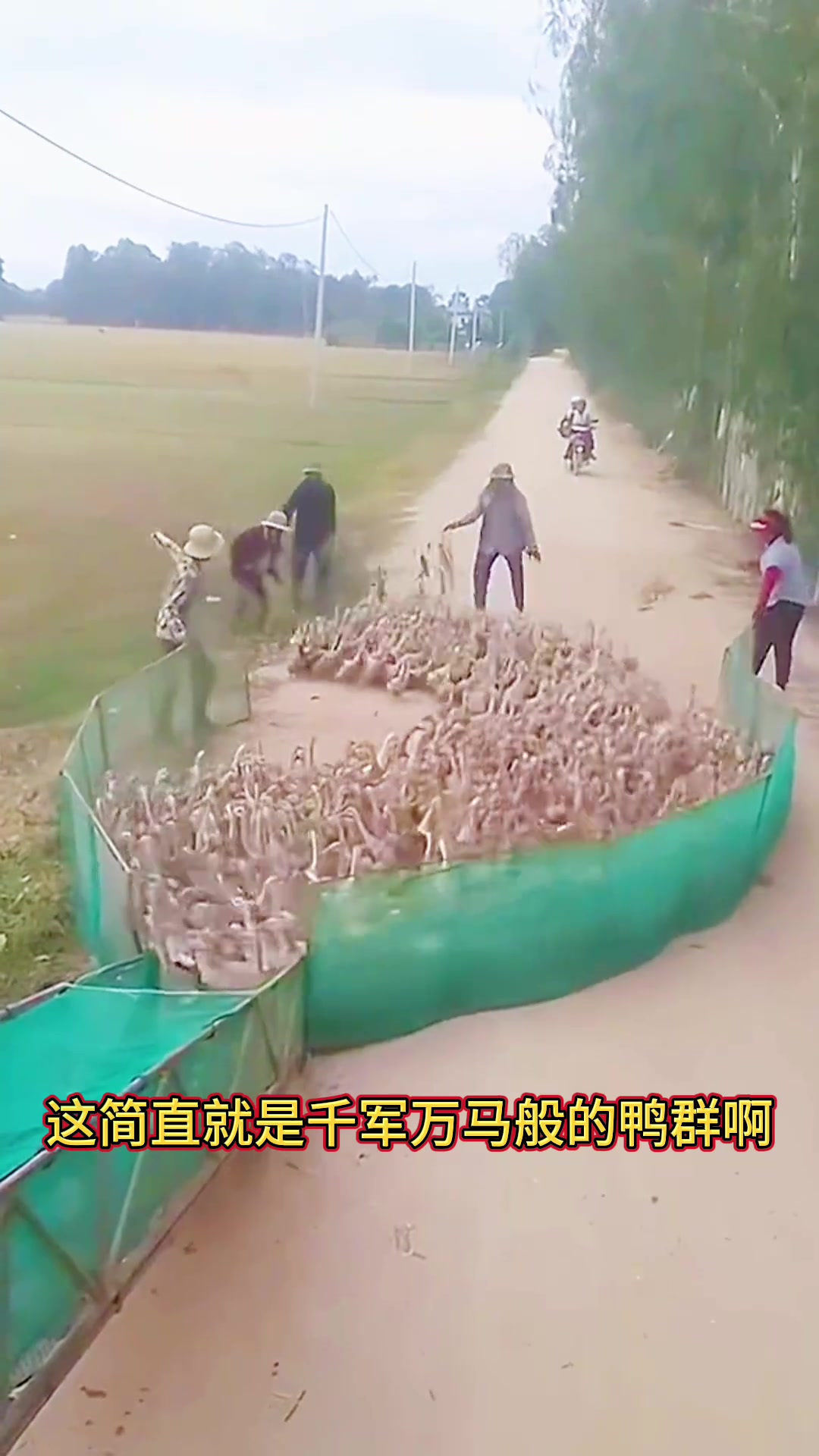 牧民驱赶鸭群,顺利的把鸭群赶上了车