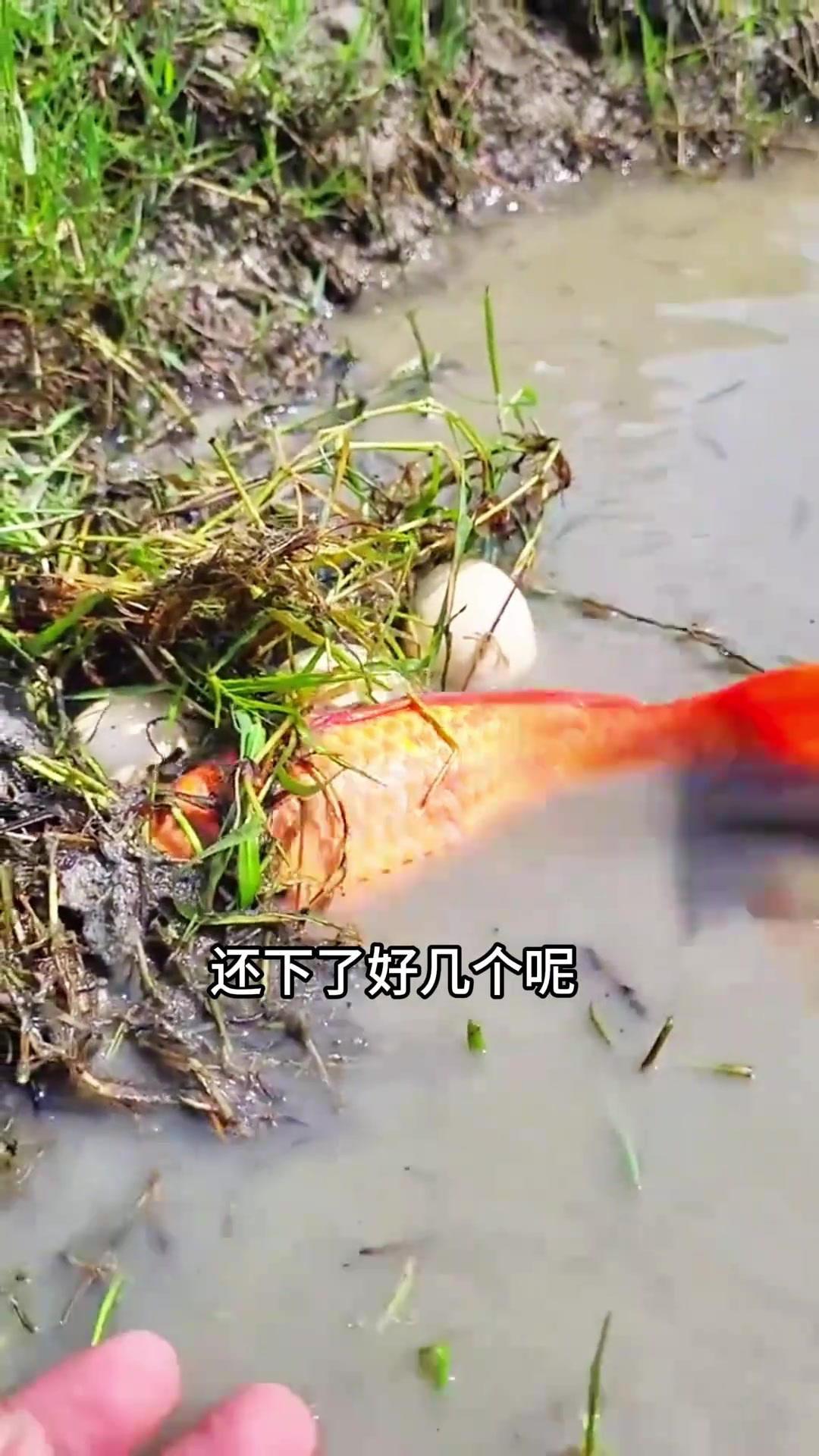 变异鱼塘的惊喜:抓鱼下蛋,省钱妙计悉心规划