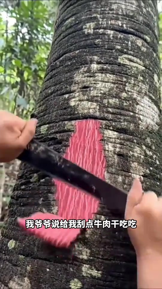 捡柴过程中意外发现牛肉干的真实来源,引发我对食物的思考