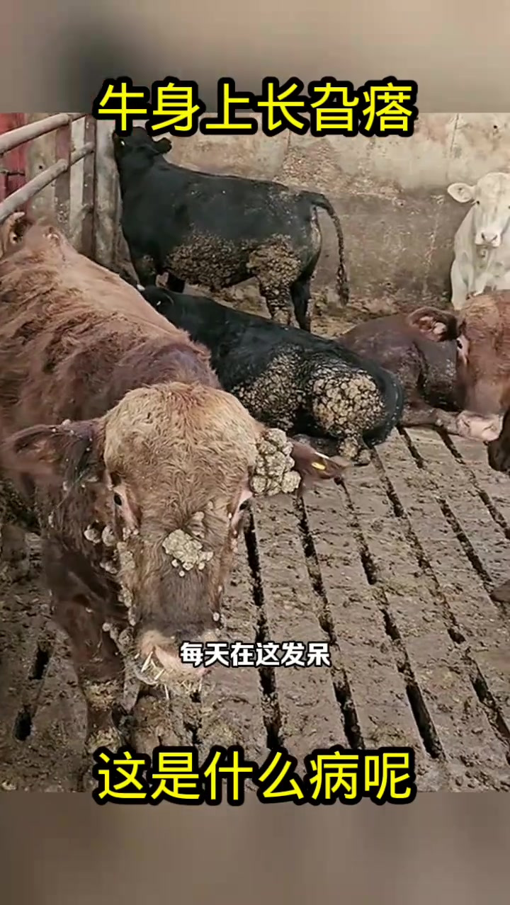 牛身上长旮瘩,这是什么病呢!