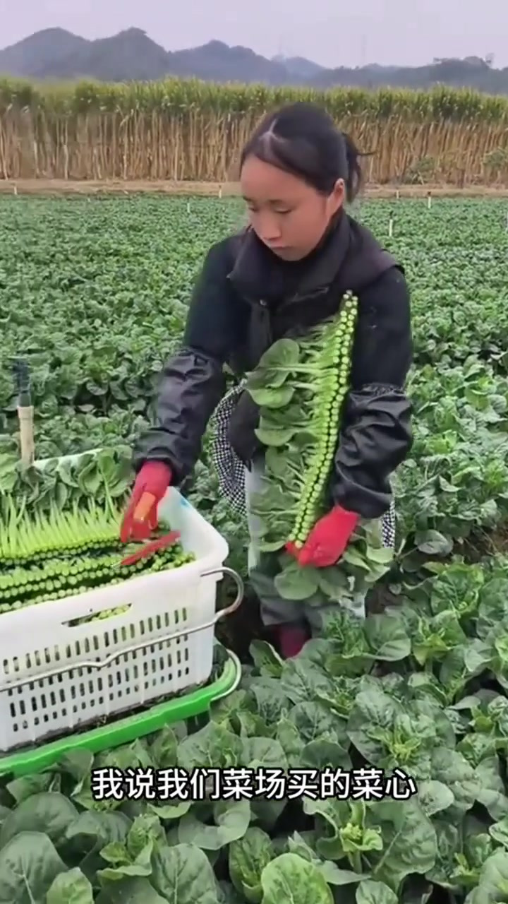 原来这就是广东菜心收割现场啊