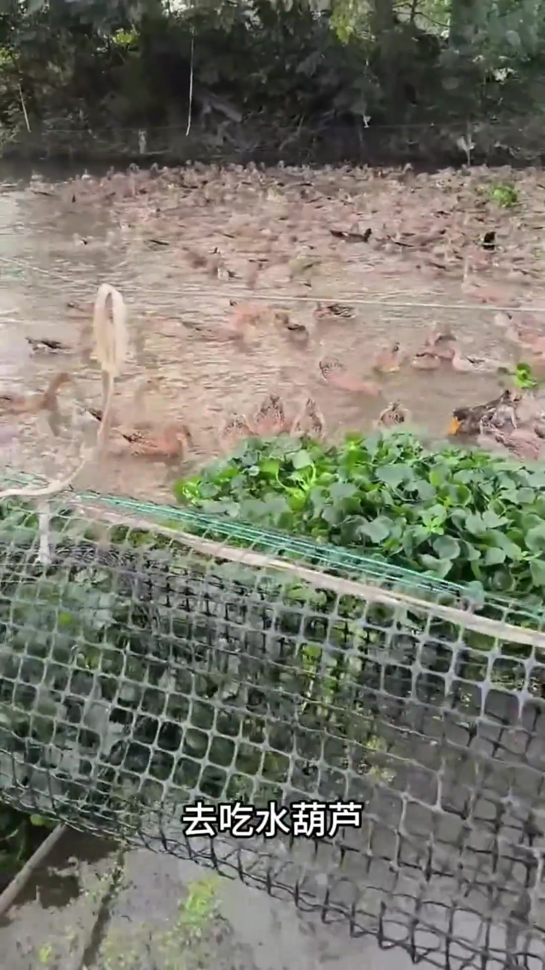 老表巧妙利用水葫芦养鸭,节省饲料成本美味双丰收
