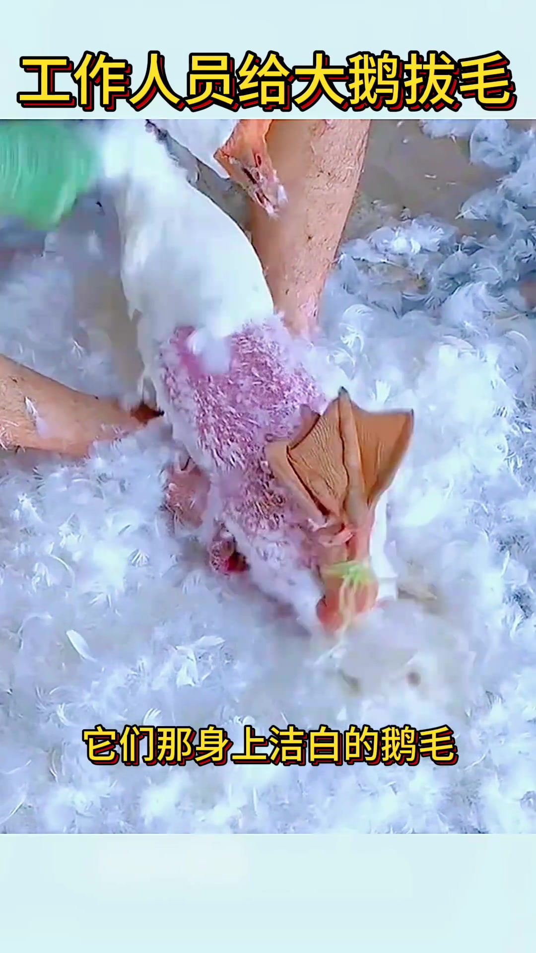 大鹅脱毛成羽绒服,珍贵鹅毛的另种利用价值探讨