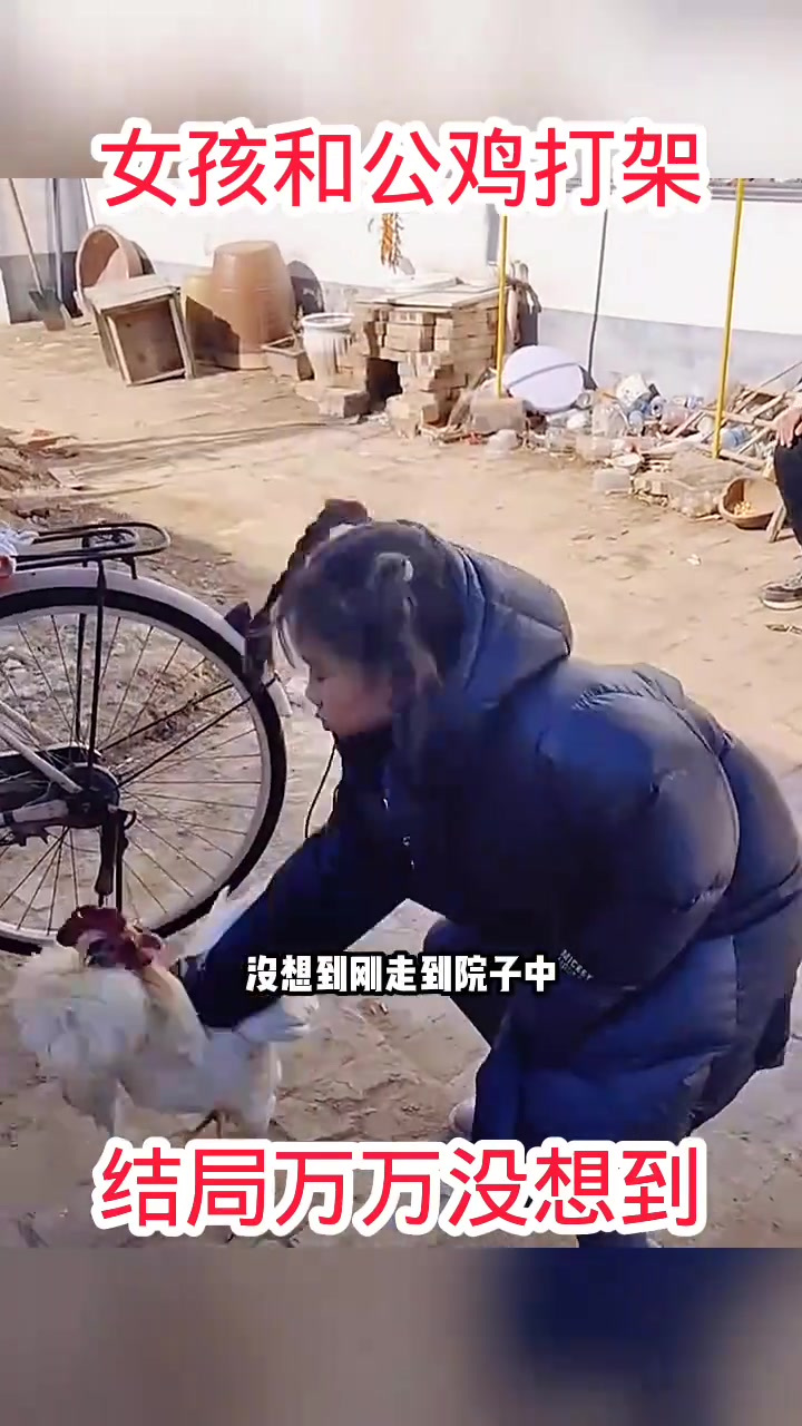 小女孩与白公鸡的奇妙对峙:为何公鸡毫不畏惧?