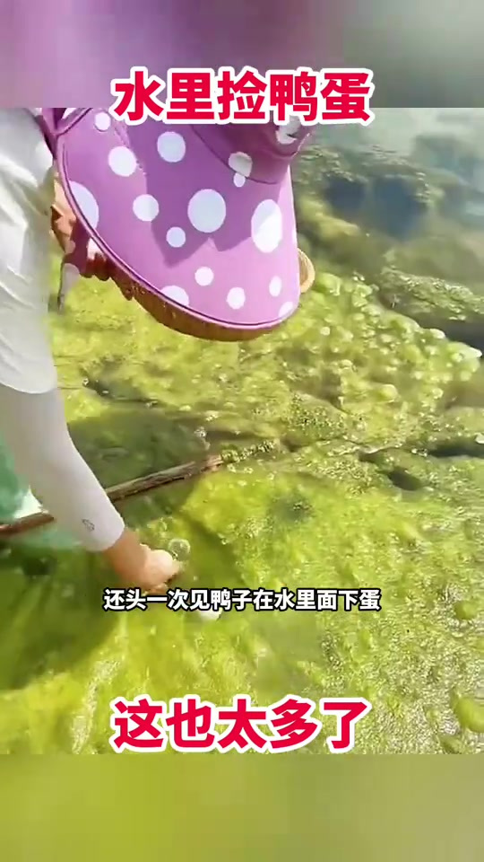 水里捡鸭蛋,这也太多了!