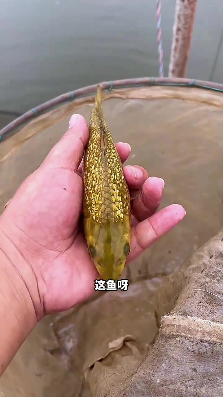 神秘金色鱼鳞引发猜想:真的是传说中的金龙鱼吗?