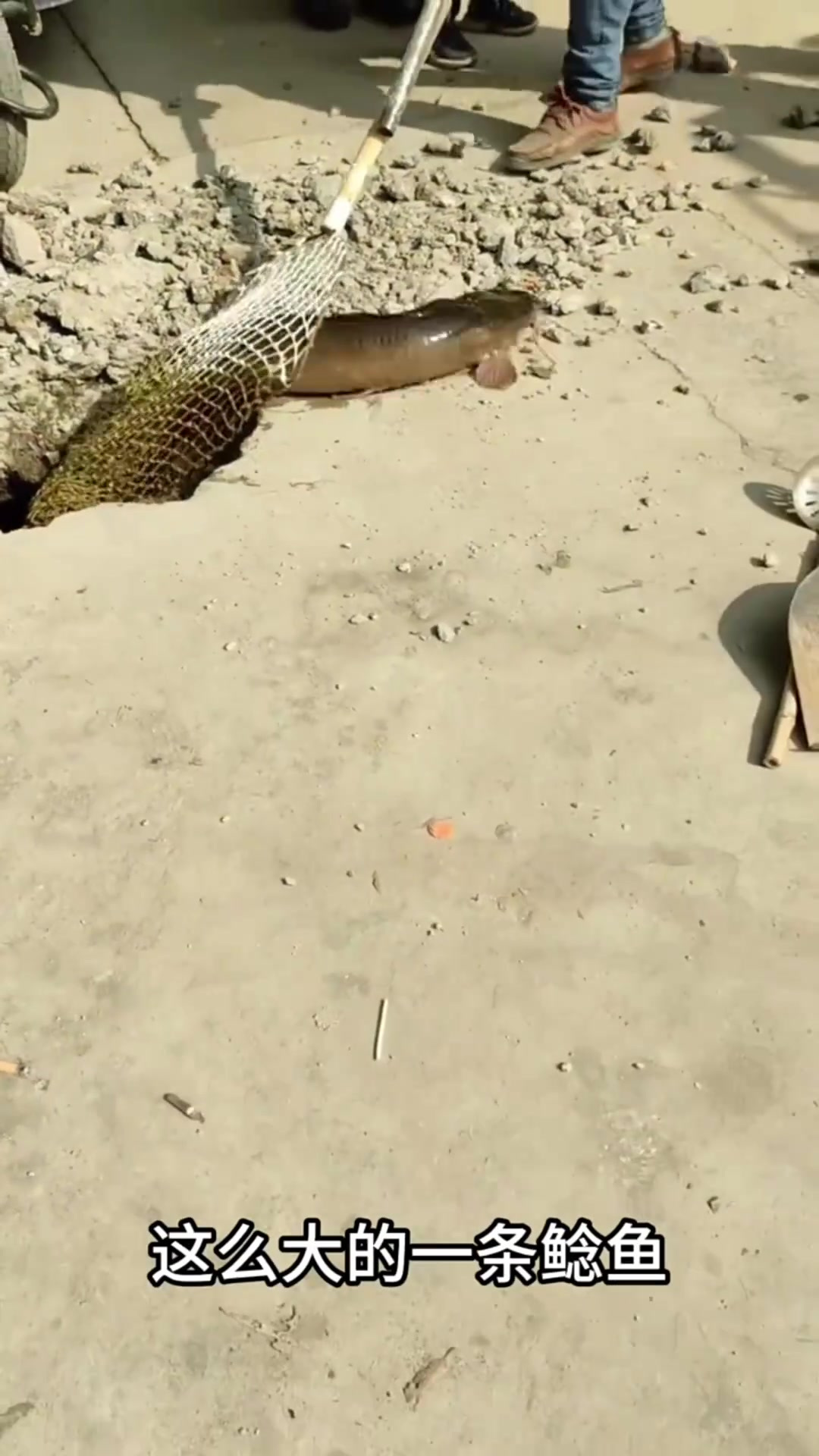 施工挖掘意外发现活鲶鱼,水质差竟滋生巨型生物,令人作呕!