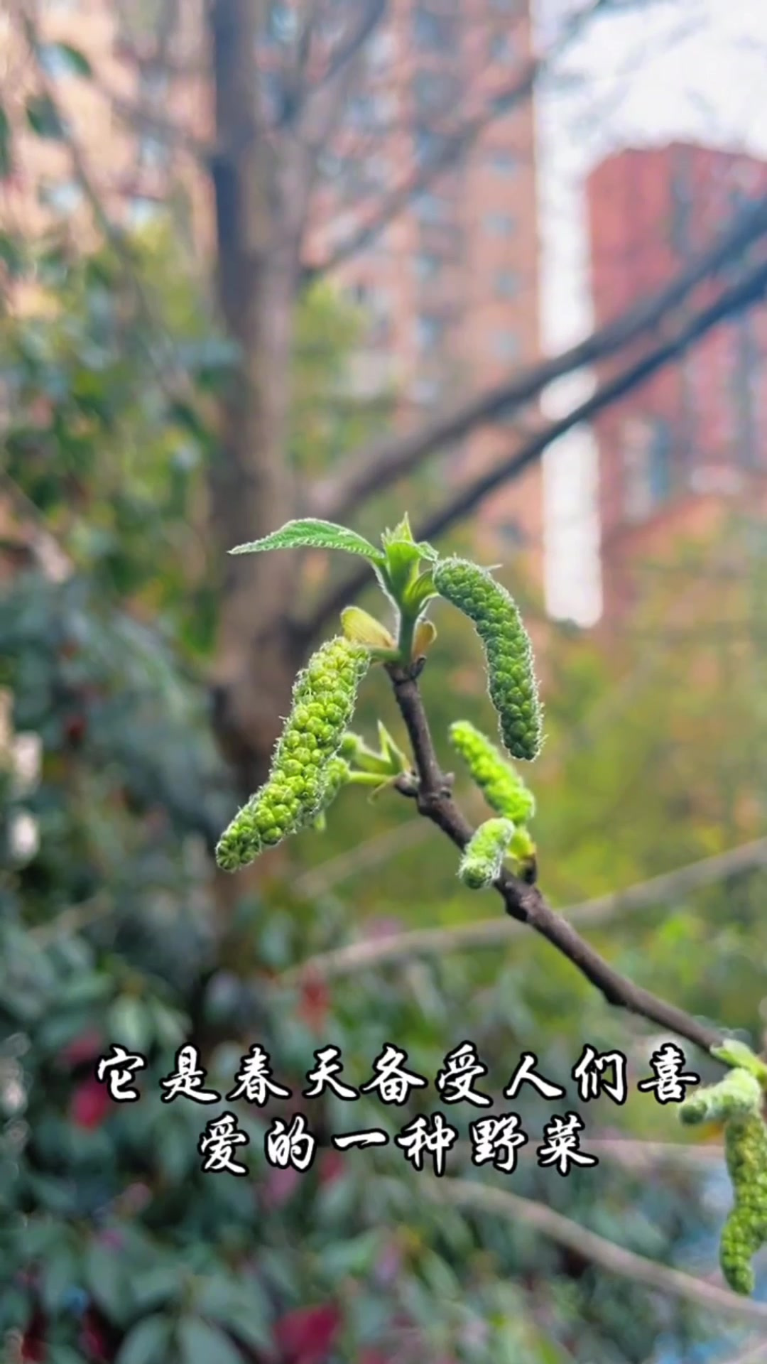 长在树上的“毛毛虫”,是春天非常美味的一种野菜