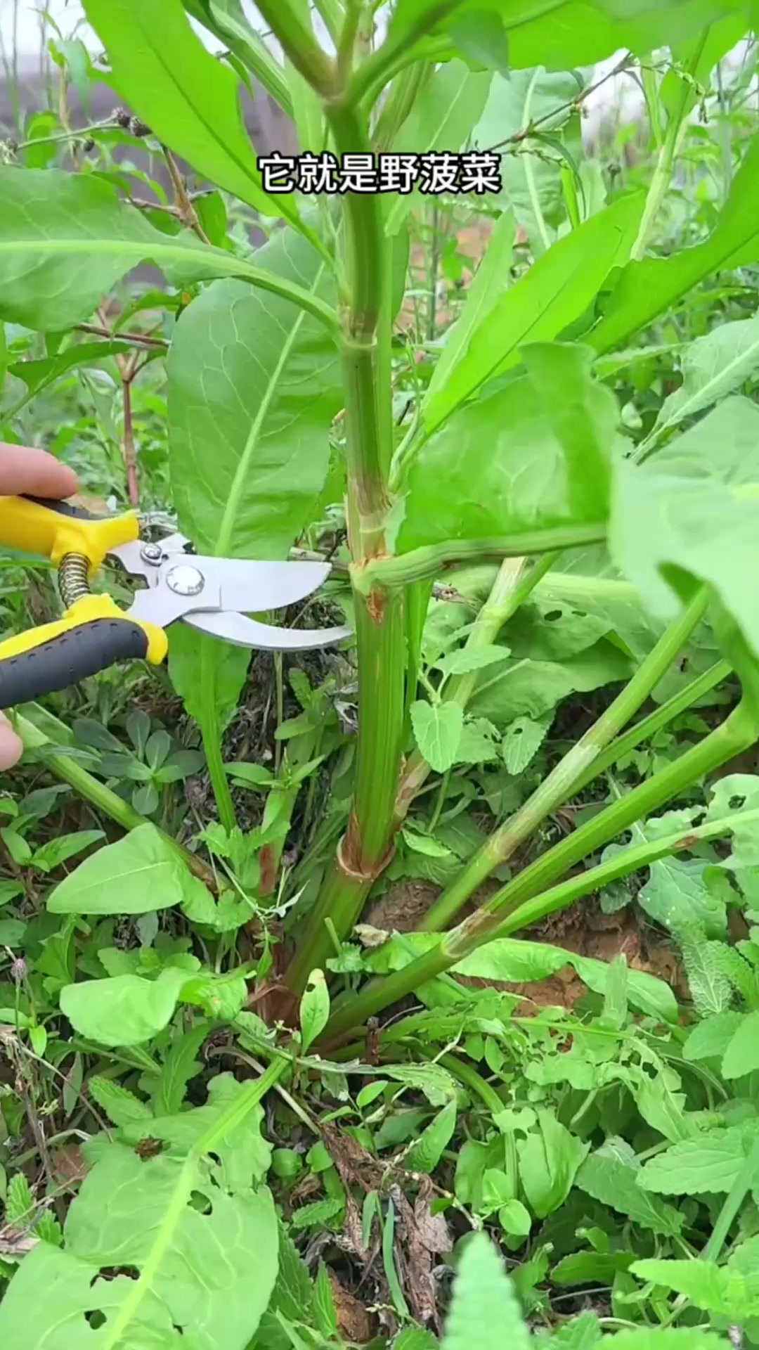 采摘野菠菜,别名牛舌菜,这种植物在农村很常见