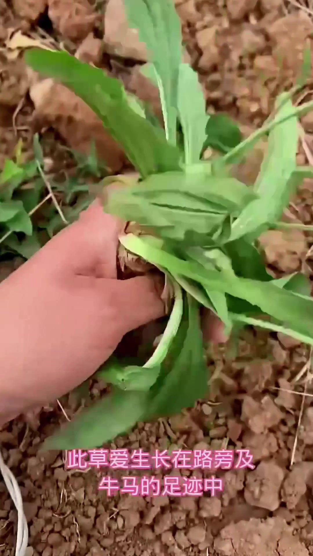 植物知识之车前草,大家都看过吗