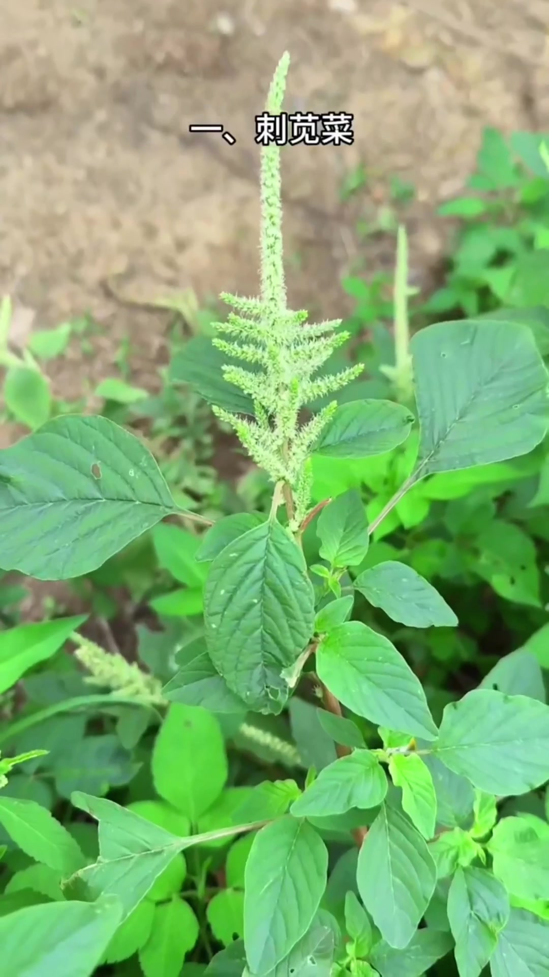 农村植物小知识 小知识