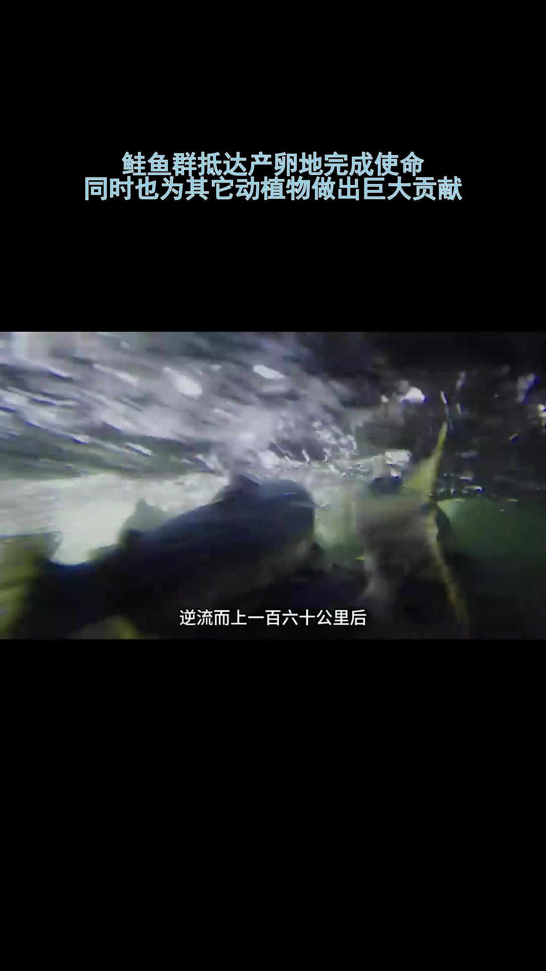 贡献!鲑鱼产卵有啥大贡献?