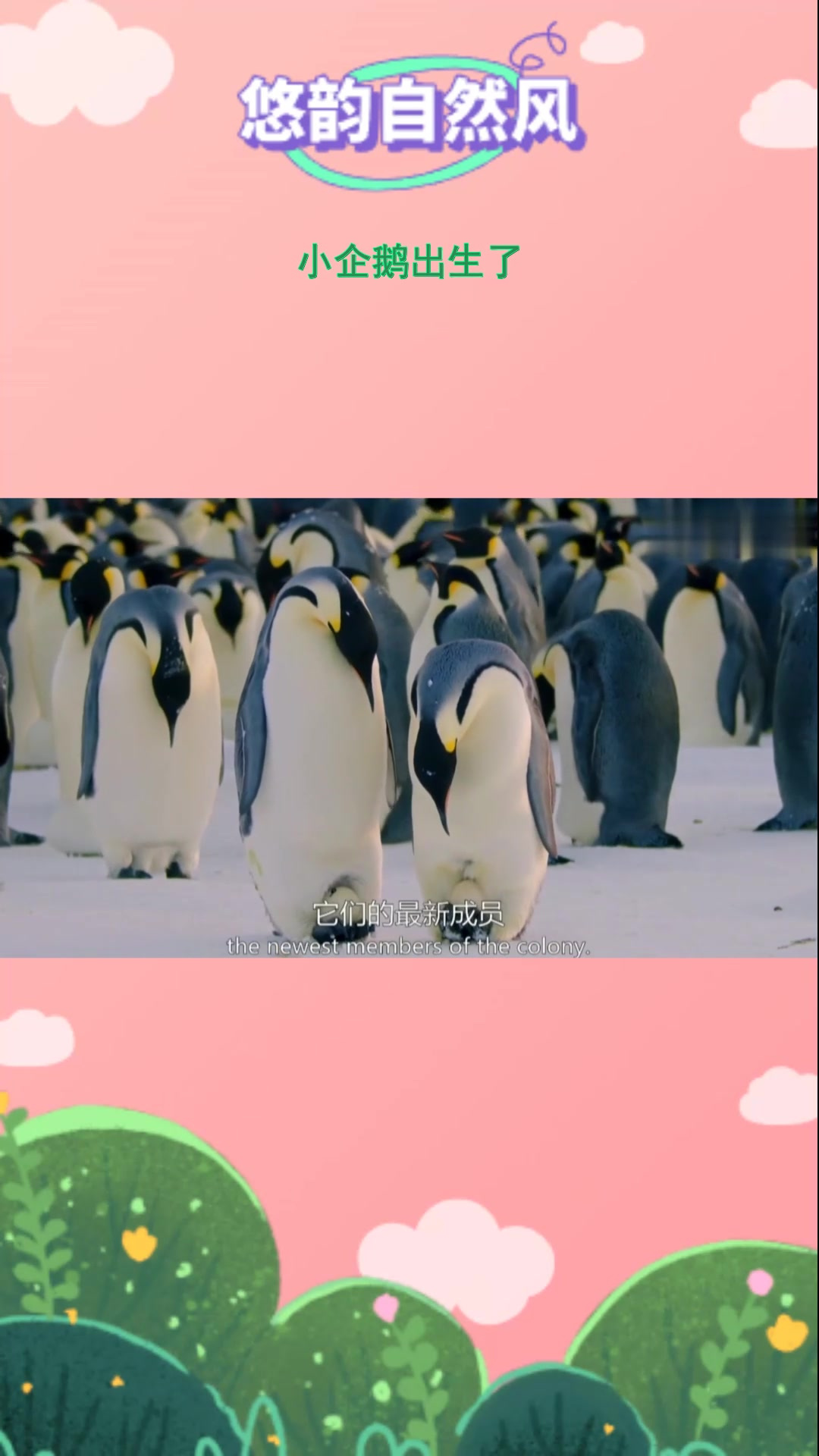 小企鹅出生啦,新生命的诞生太美好!