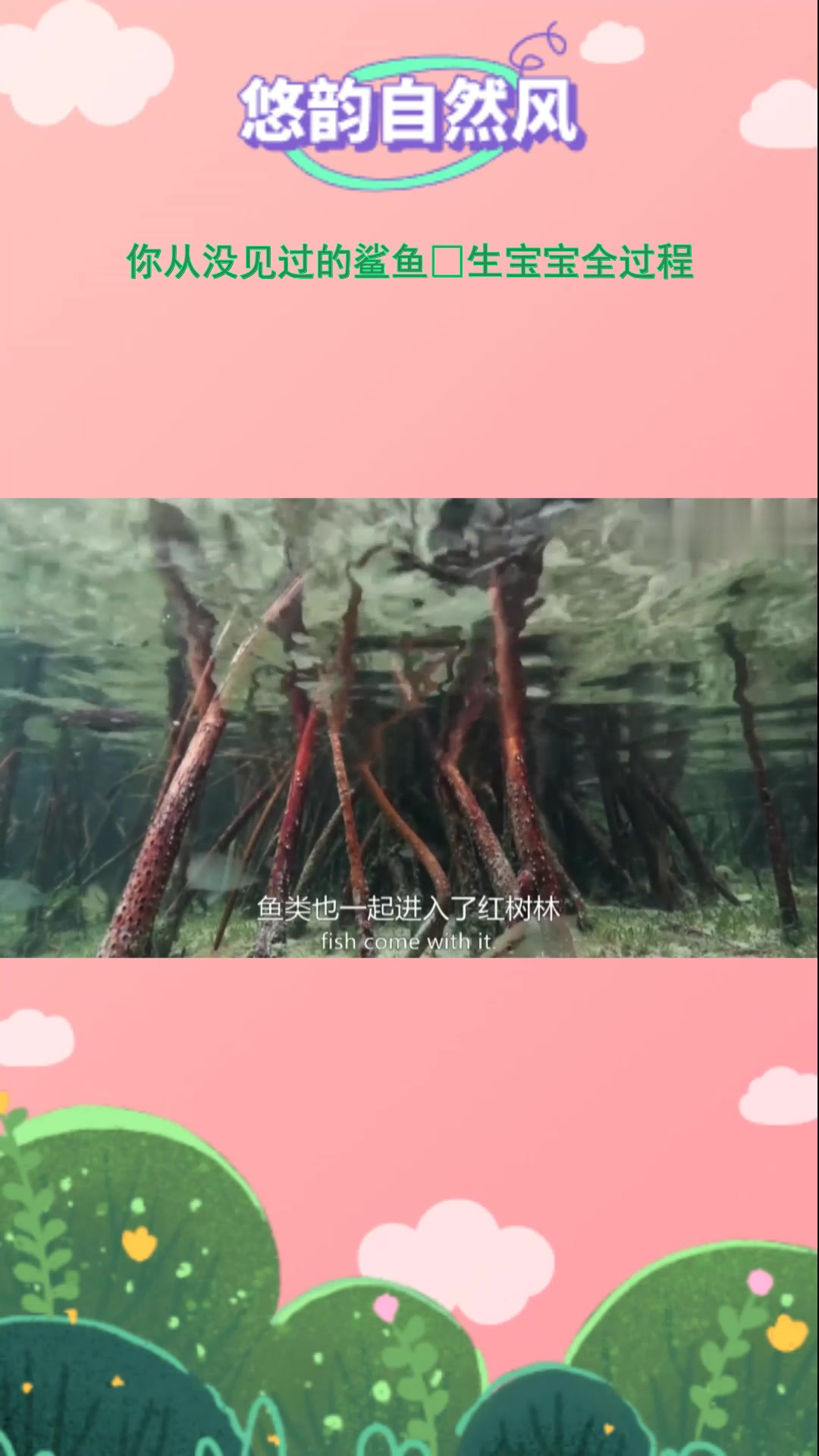 哇塞!从没见过的鲨鱼生宝宝全过程,太震撼!