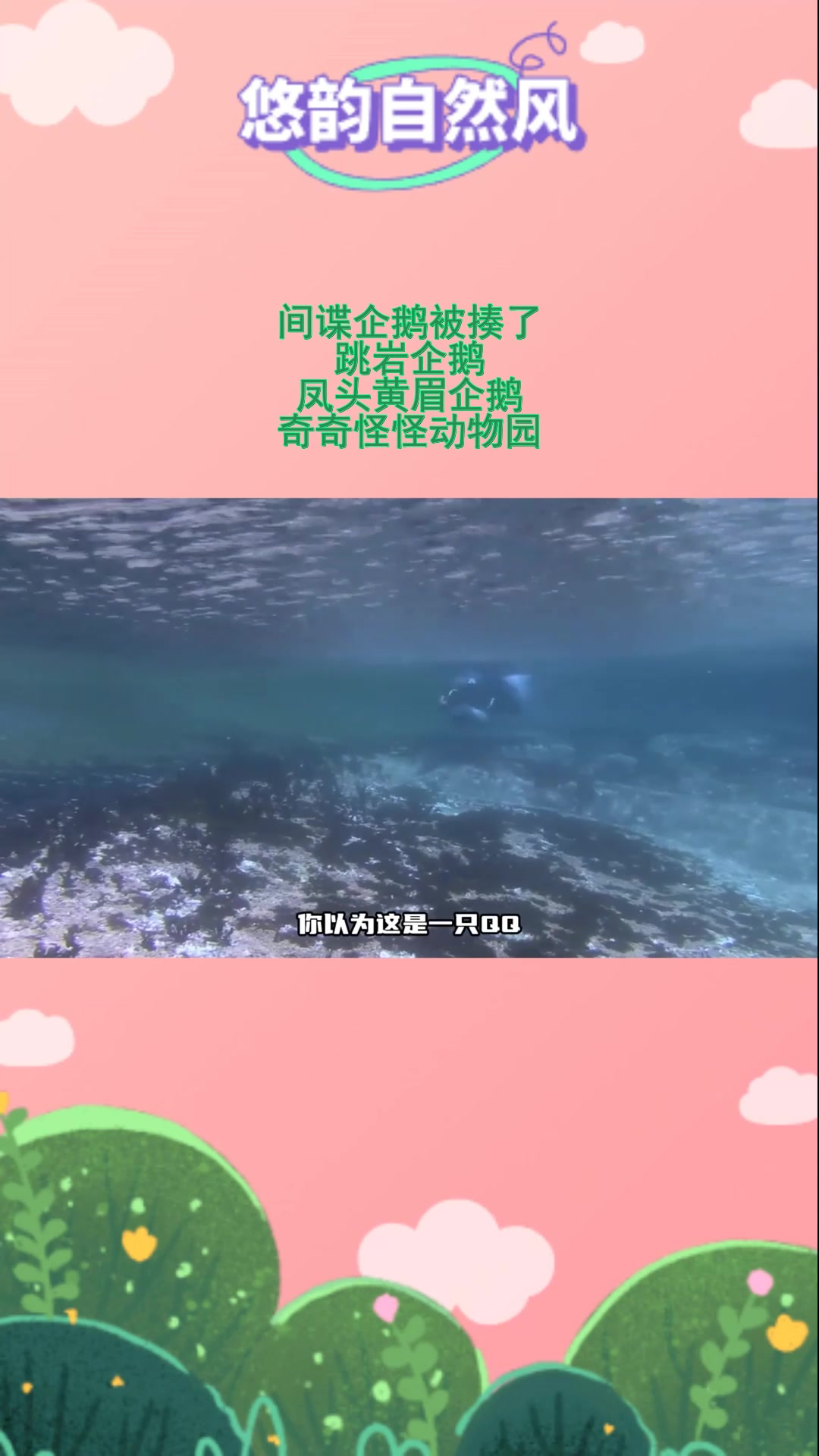 间谍企鹅被揍?跳岩企鹅啥故事