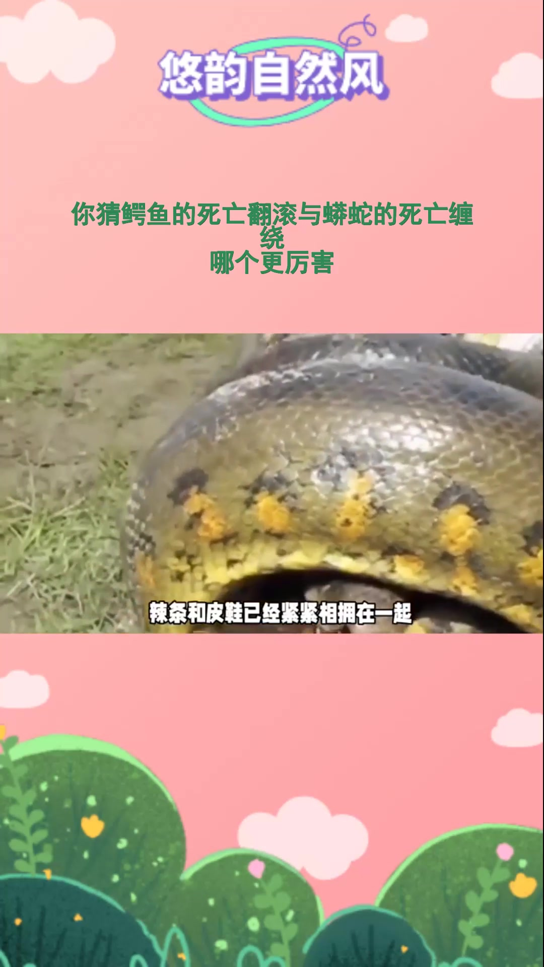 你猜鳄鱼的死亡翻滚与蟒蛇的死亡缠绕,哪个更厉害?