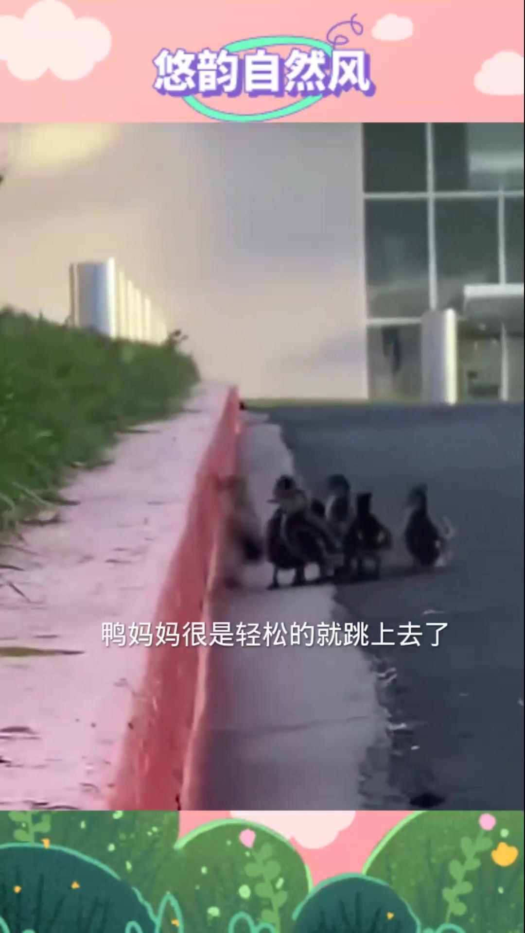 鸭妈妈带着一群小鸭子过马路,这真是太有爱了
