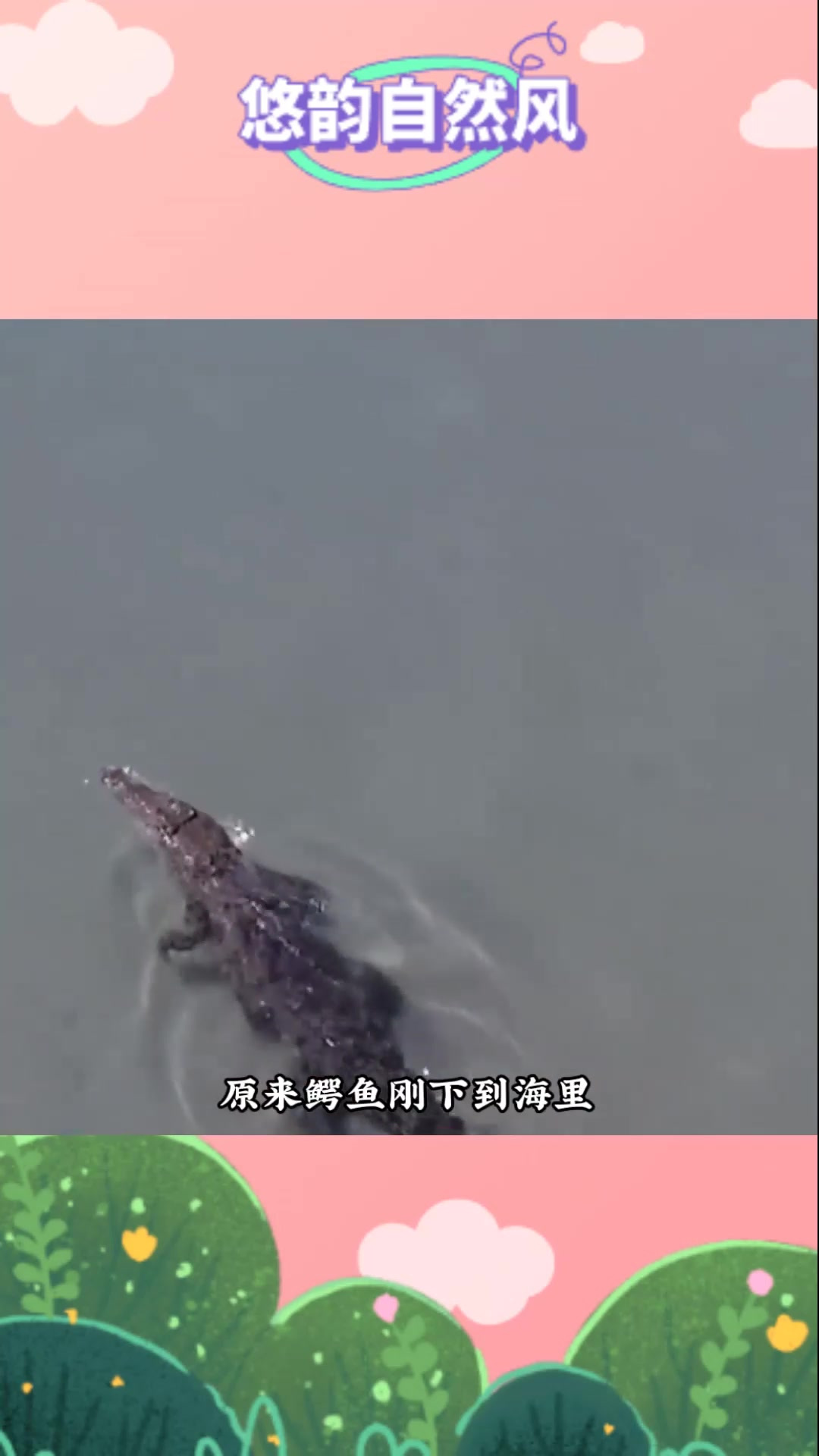 鳄鱼斗鲨鱼 死去的鳄鱼差点带走了鲨鱼