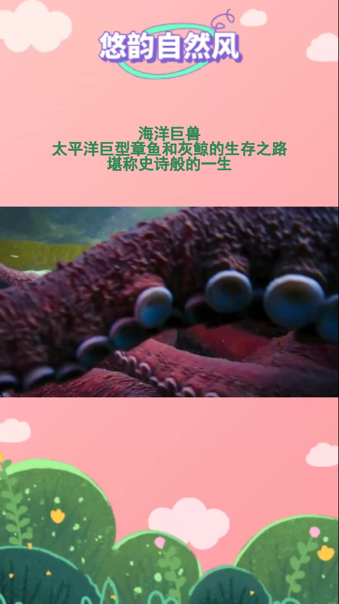 海洋巨兽,太平洋巨型章鱼和灰鲸的生存之路,堪称史诗般的一生