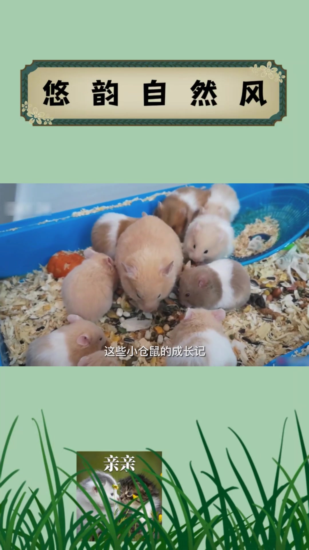 小小的仓鼠宝宝成长记,小家伙们太可爱了