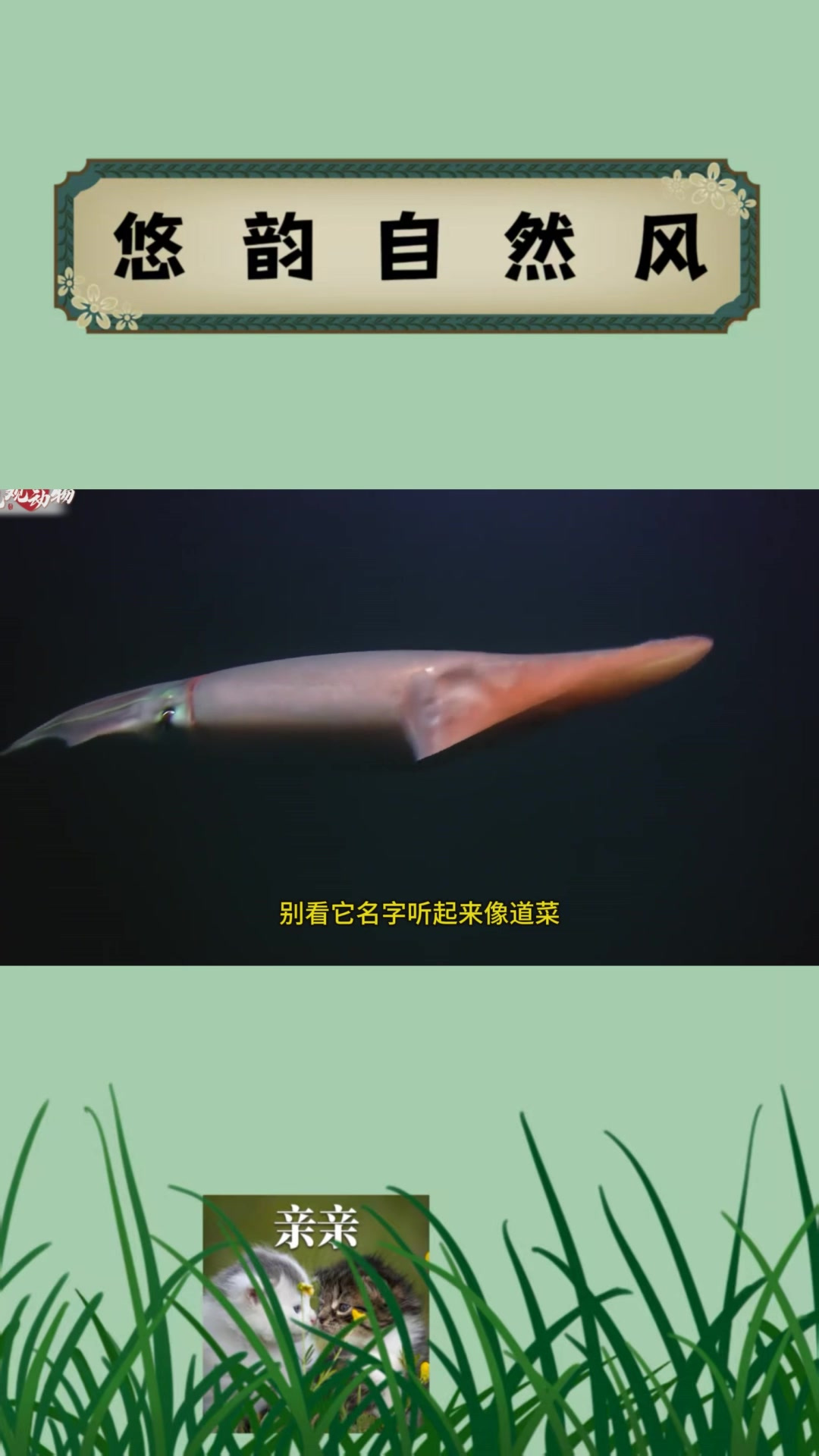 一只鱿鱼,够全村吃一个月!南极深海的王者——大王酸浆鱿,不