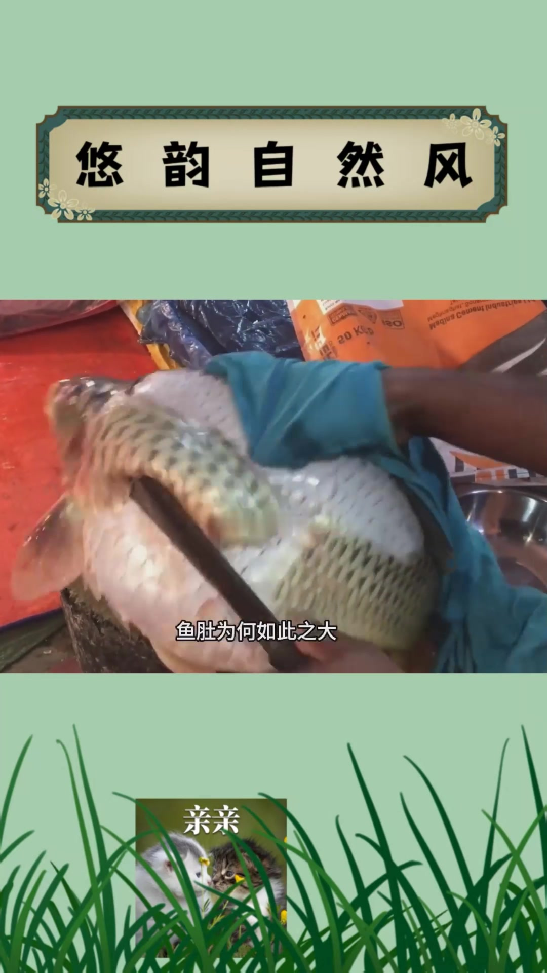 恒河大鲤鱼超大肚子为什么那么大