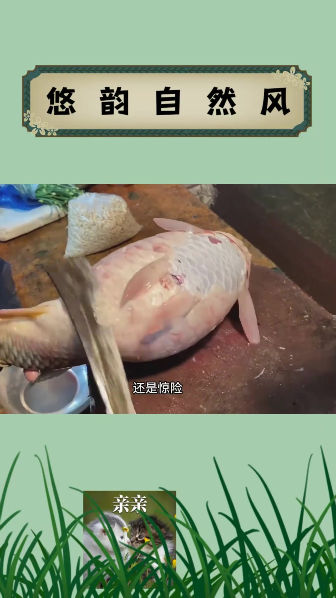 恒河大鲤鱼的肚子为什么那么大