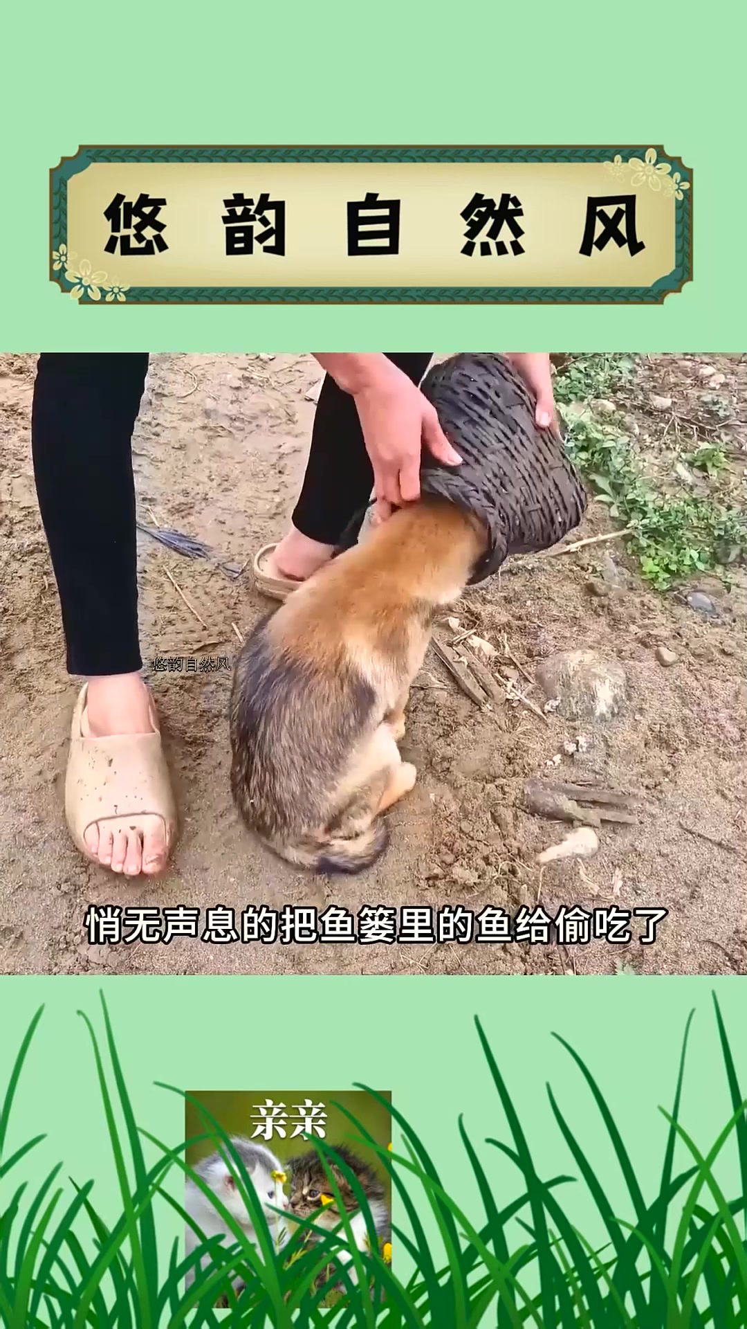 流浪狗因偷吃鱼篓食物被逮,不为人知的背后故事,却又令人泪目!