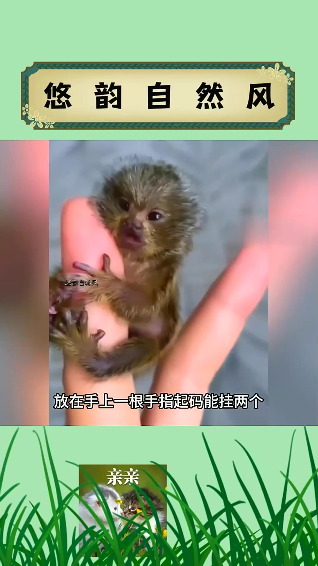 世界上最小的猴子 连蚂蚱都打不过