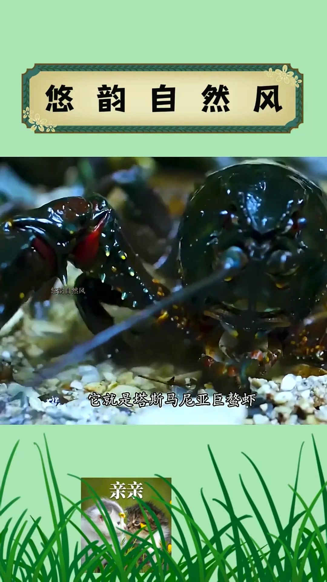 塔斯马尼亚巨螯虾,孤岛河流中的怪物