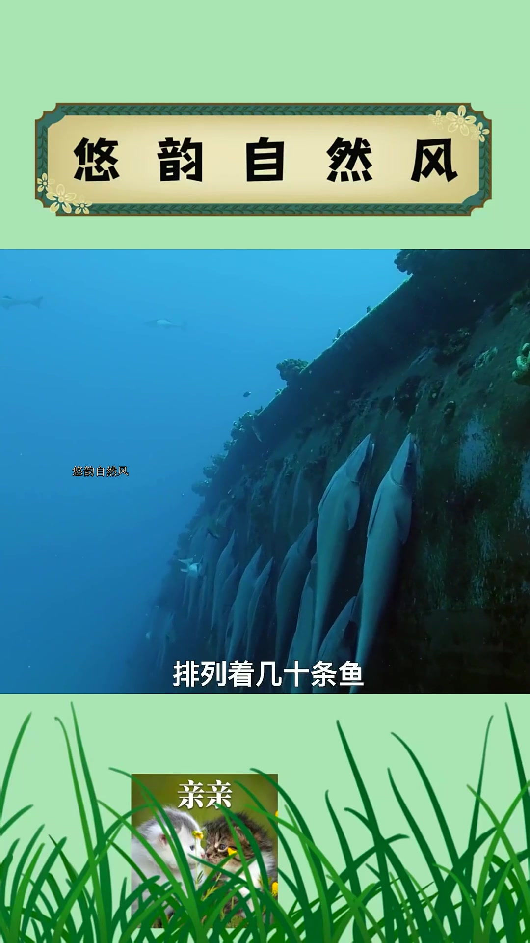 鮣鱼独特的生存策略,竟然在鲨鱼身上安家