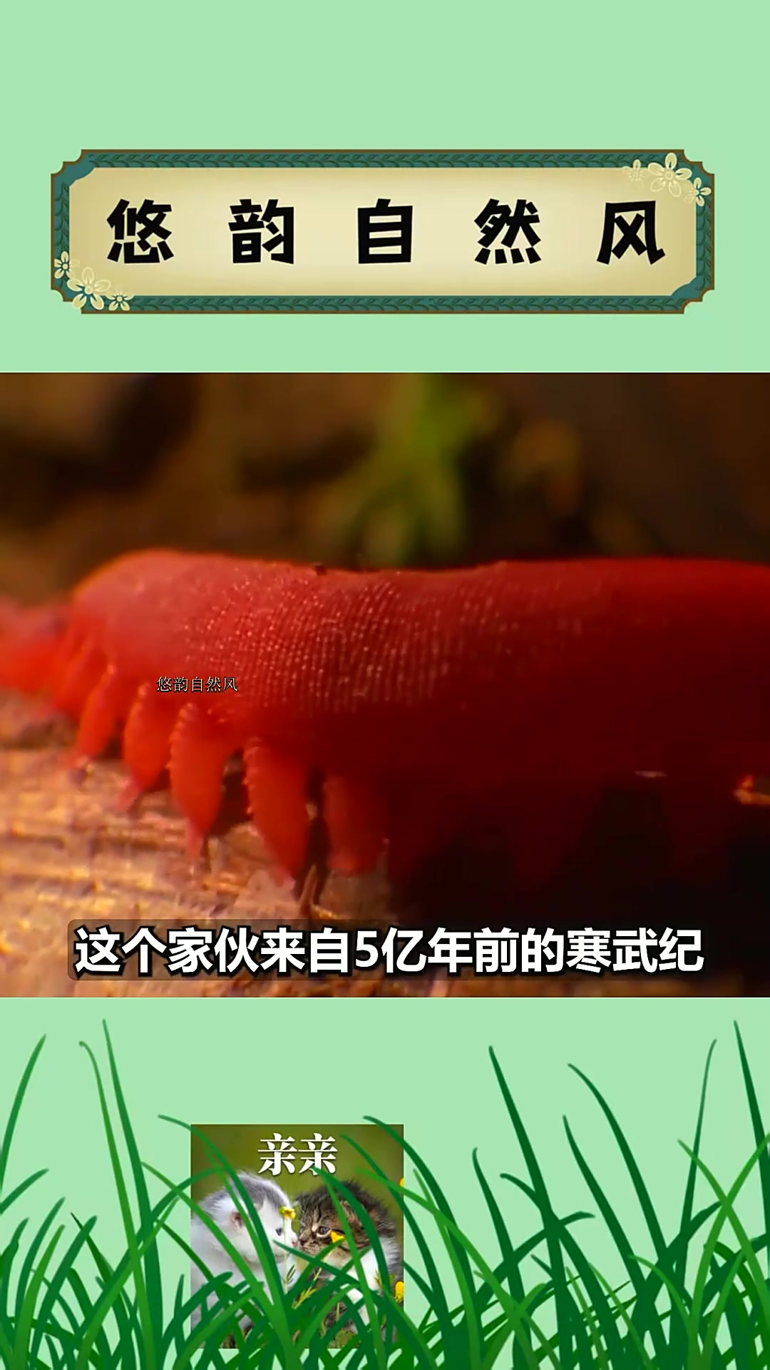 01动物界的3个神射手,天鹅绒虫的「粘液大炮」有多厉害?