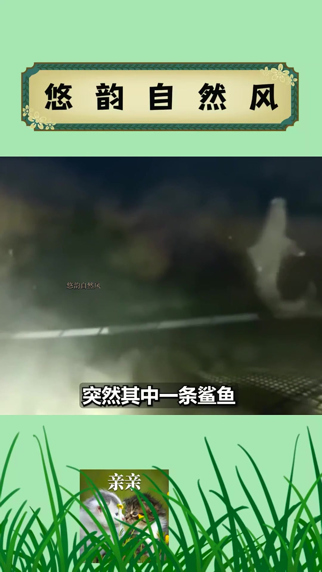 01鲨鱼最害怕的生物,个头越小越凶残,数千条鲨鱼死于非命