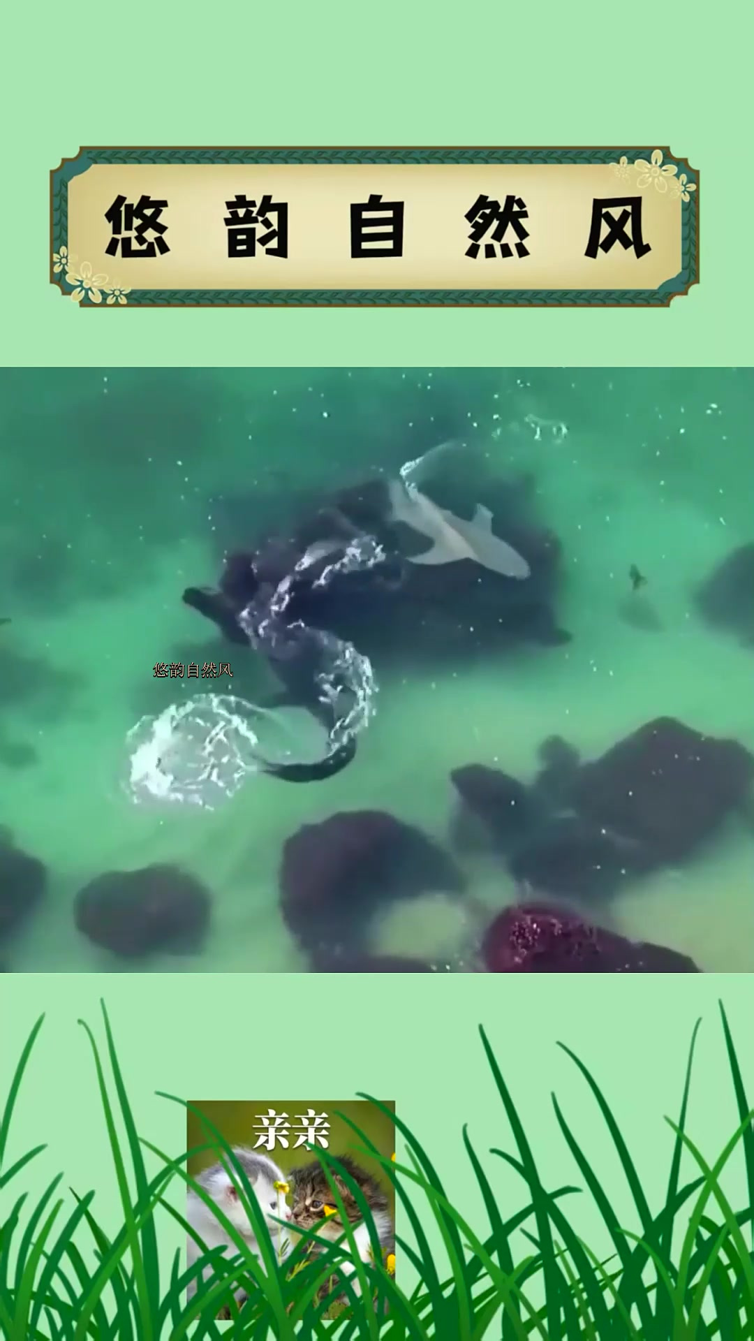 01这条鳄鱼必须和鲨鱼共同生活,真的能和平共处吗?