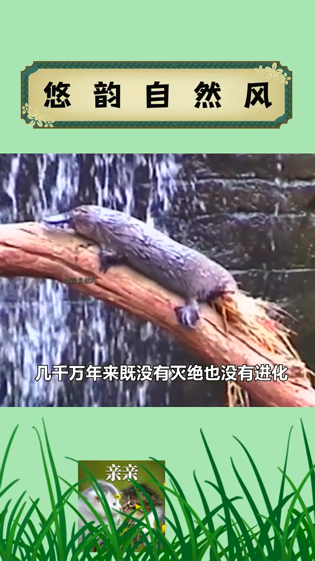 01鸭嘴兽有多奇葩?像是拼凑出来的假动物,没想到还是龙族的远亲