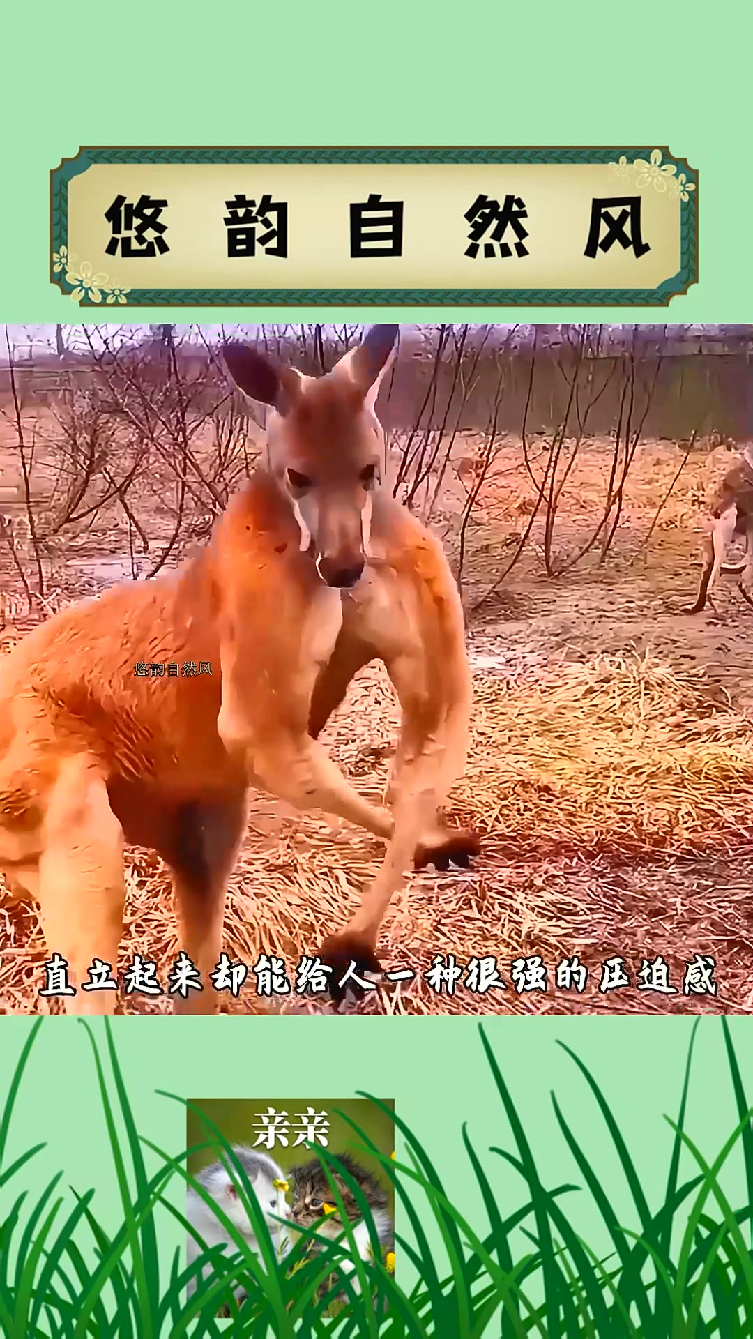 为什么袋鼠的肌肉能如此发达!