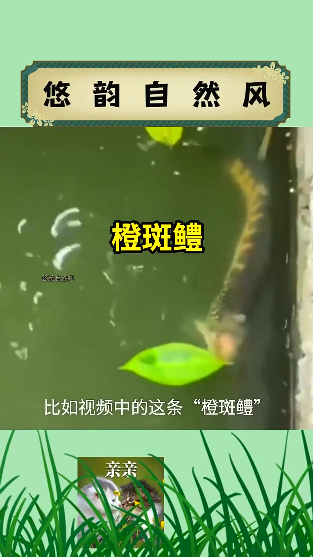 “无头鱼”是怎么回事?鱼没有头为什么还能活?
