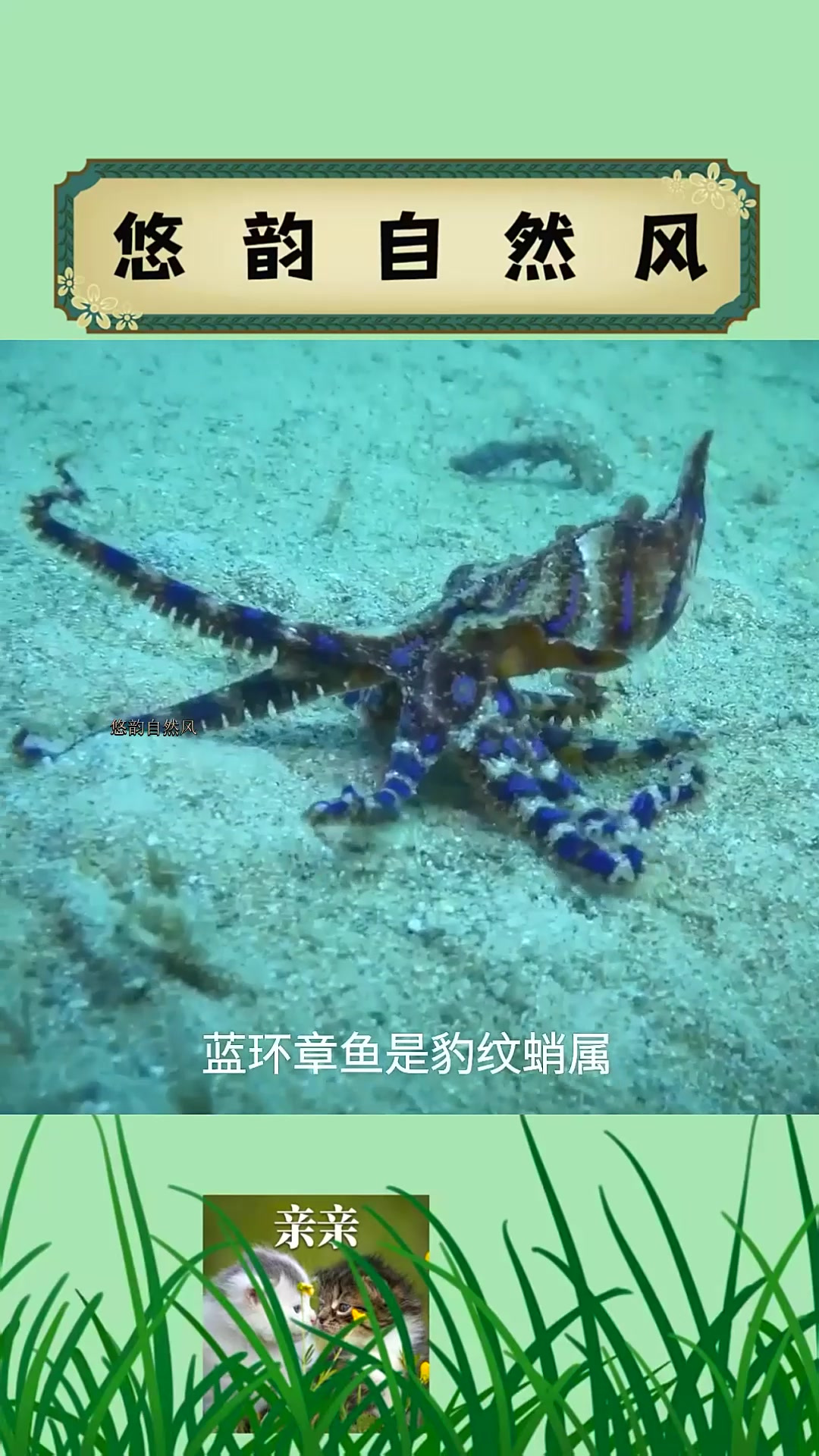 蓝环章鱼惊现火锅店,有剧毒,别吃!