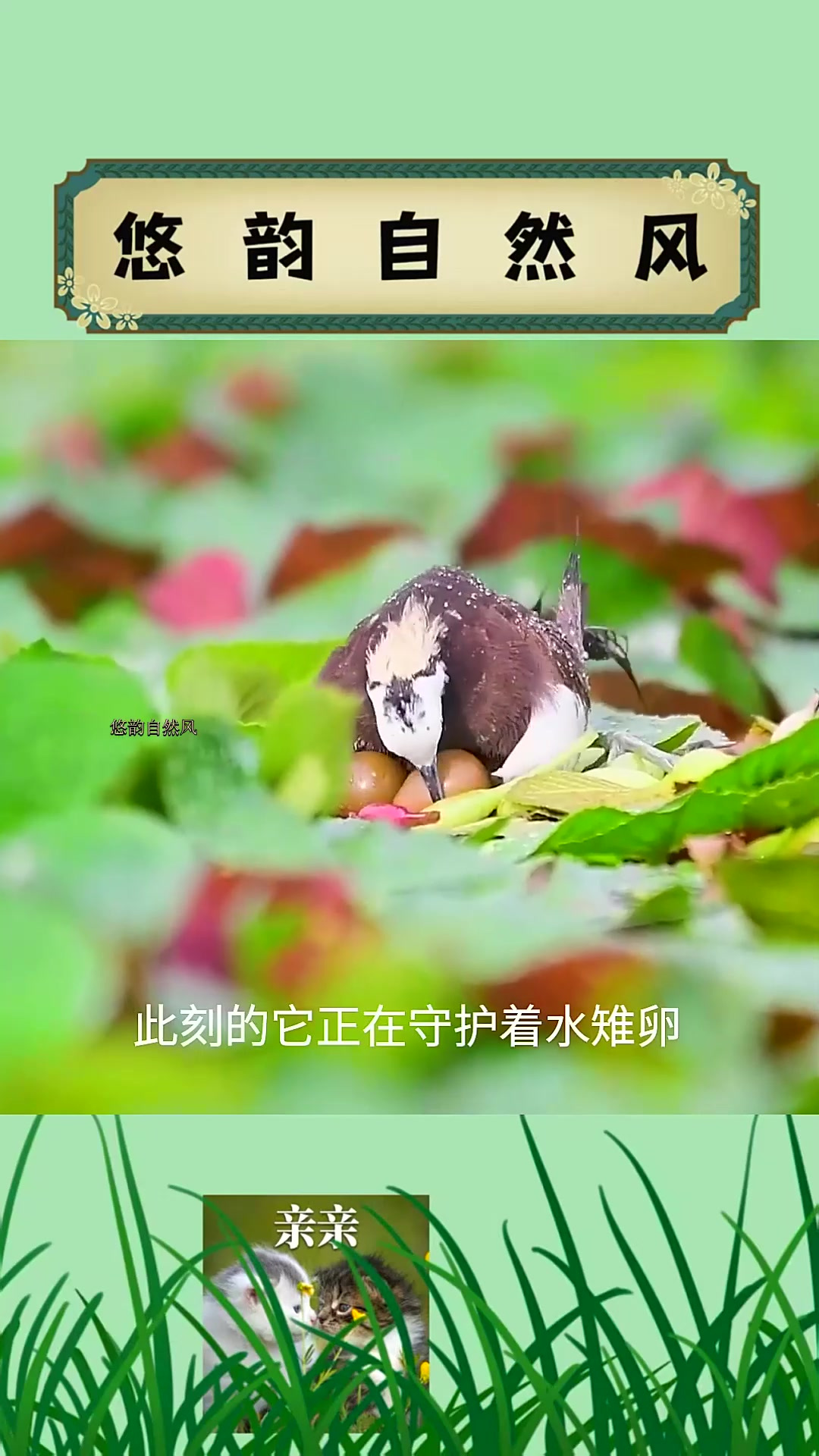 水雉宝宝的好妈妈是谁?凌波仙子水雉的神奇世界