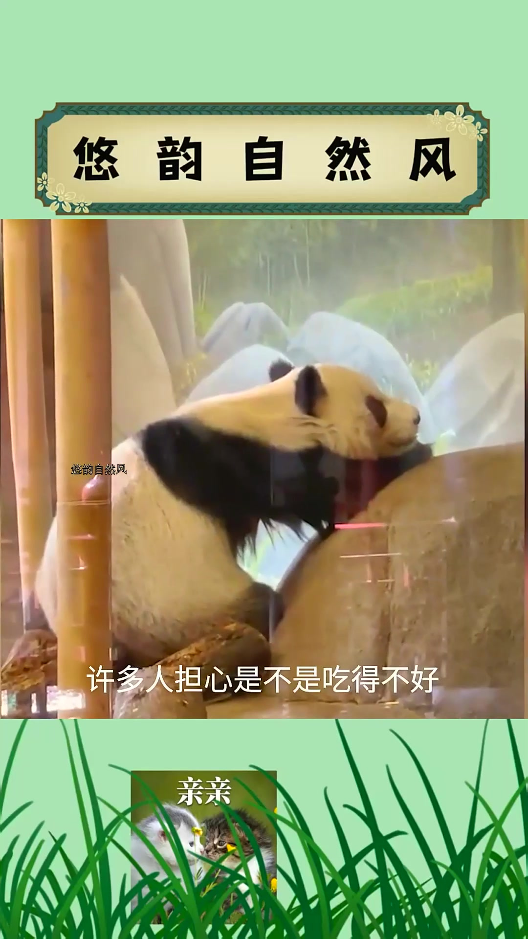 熊猫为什么不爱吃肉?熊猫尝不出肉的鲜味,身体特征适应了吃竹子